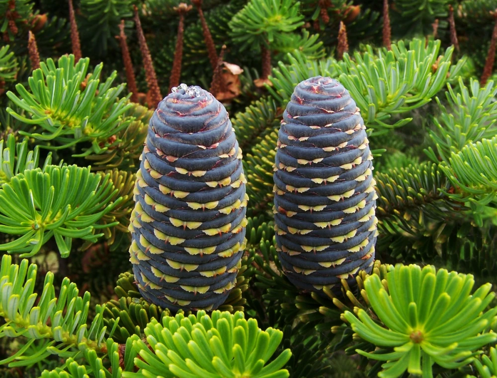 Abies koreana (Jodła koreańska)