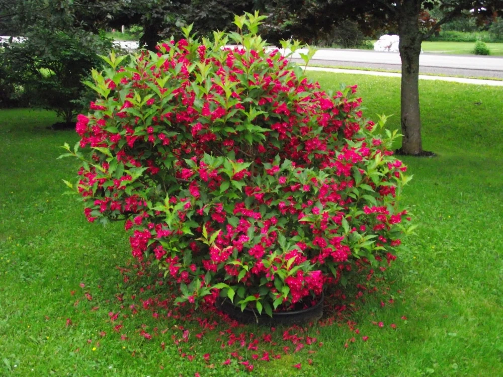 Weigela 'Red Prince' (Krzewuszka 'Red Prince')