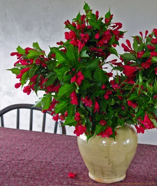 Weigela 'Red Prince' (Krzewuszka 'Red Prince')