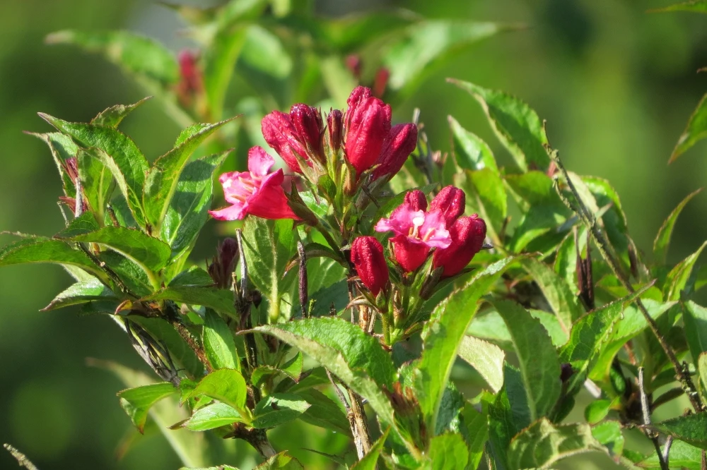 Weigela 'Red Prince' (Krzewuszka 'Red Prince')