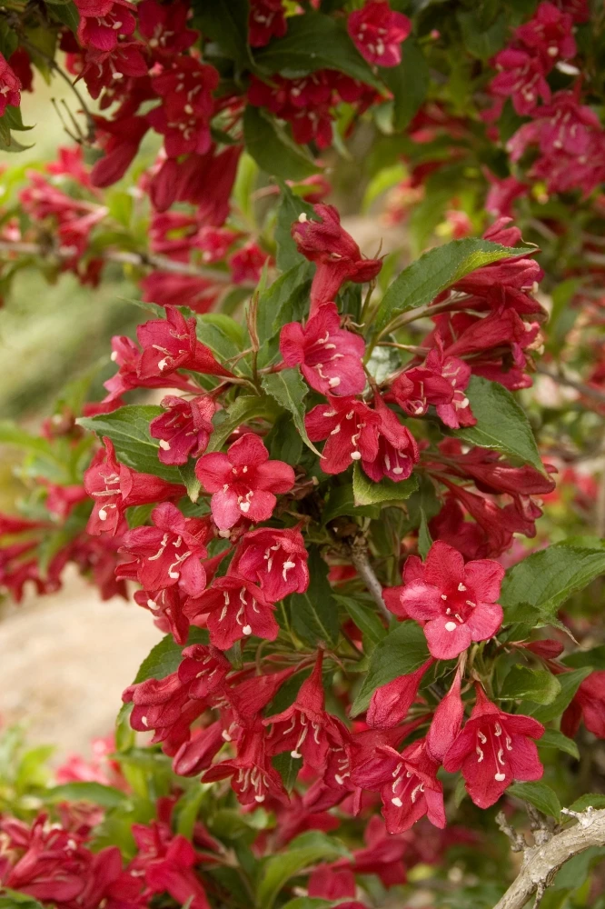 Weigela 'Red Prince' (Krzewuszka 'Red Prince')