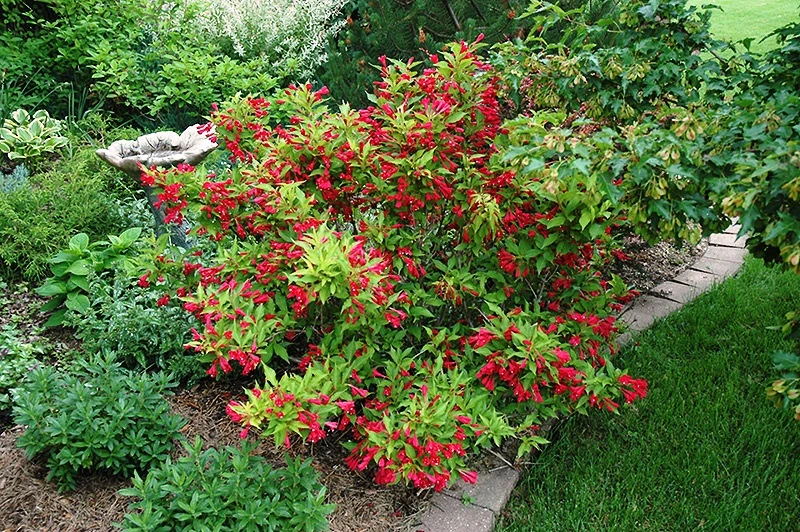 Weigela 'Red Prince' (Krzewuszka 'Red Prince')