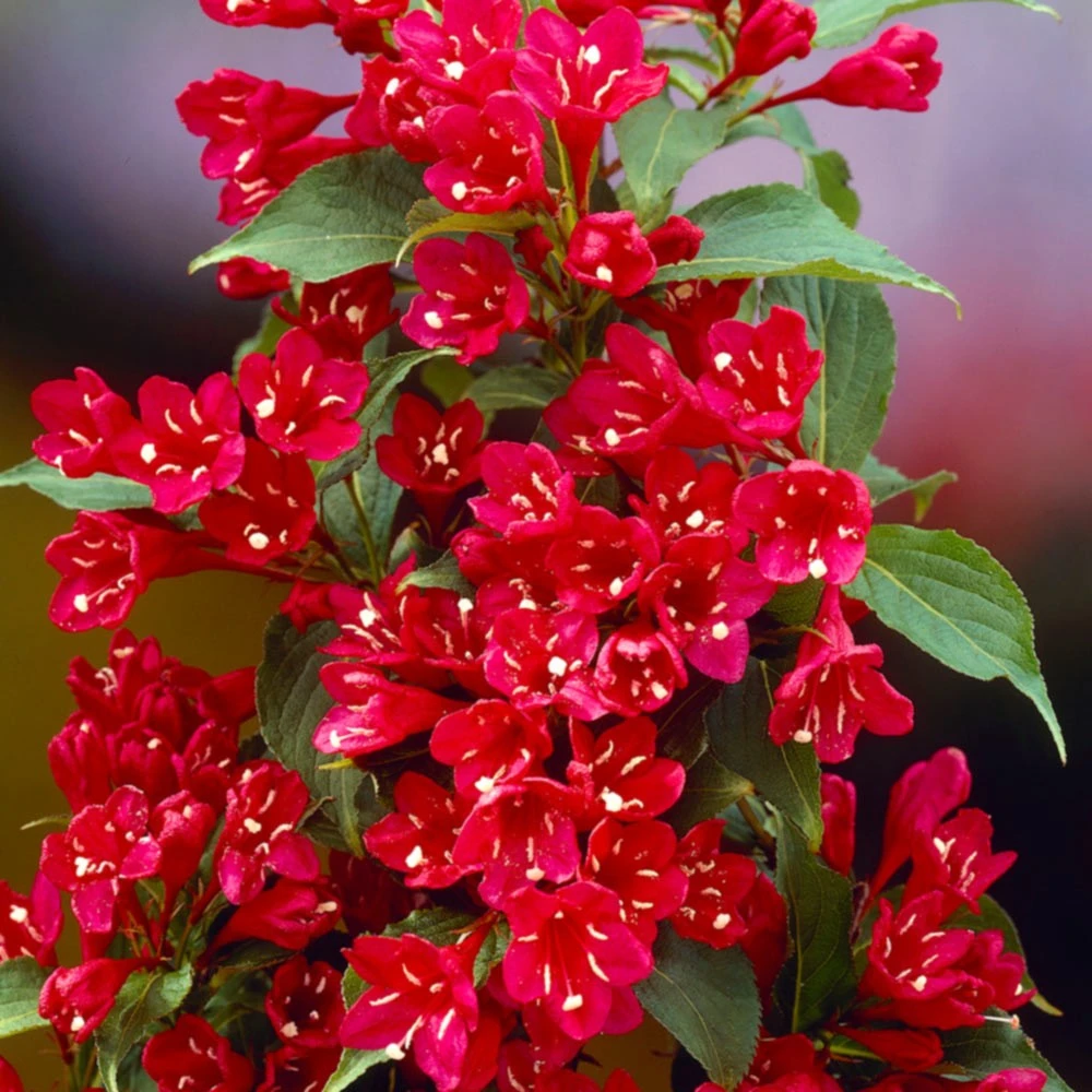 Weigela 'Red Prince' (Krzewuszka 'Red Prince')