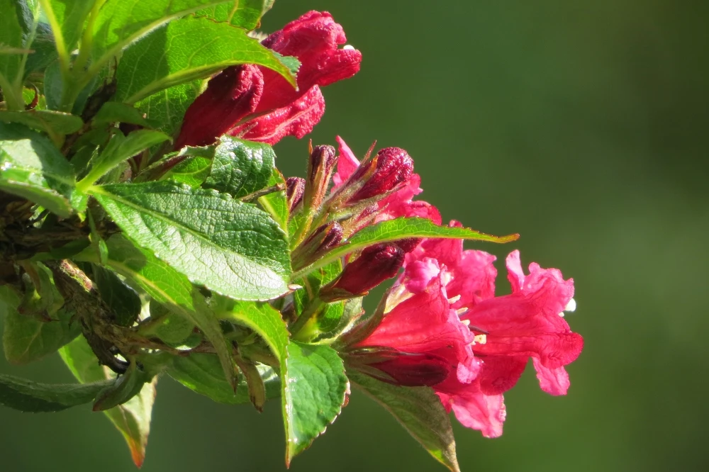 Weigela 'Red Prince' (Krzewuszka 'Red Prince')