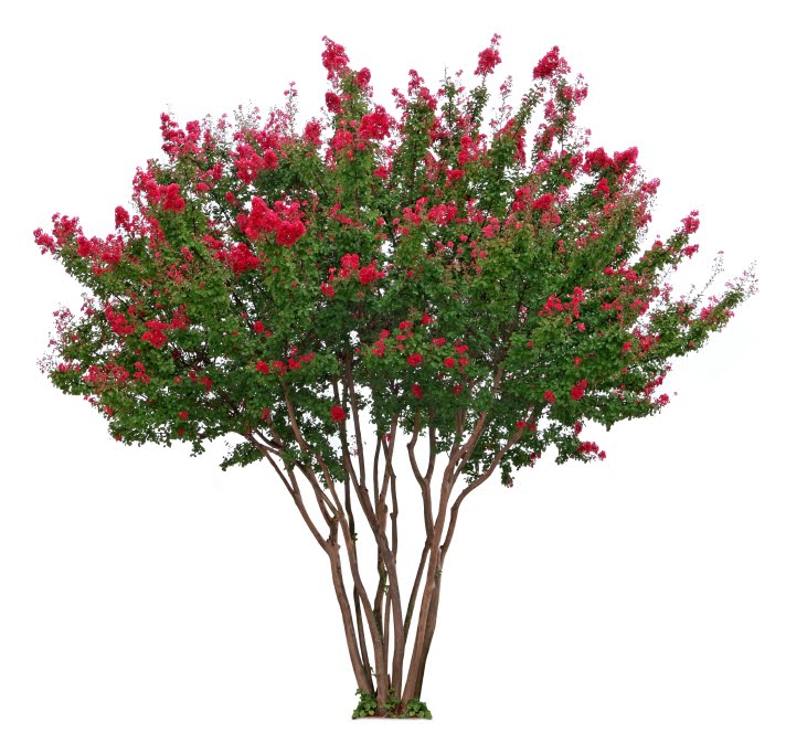 Weigela 'Red Prince' (Krzewuszka 'Red Prince')