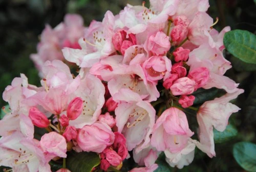 Rhododendron - Hybriden 'Antje' (Różanecznik - Hybrida 'Antje')