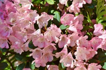 Rhododendron - Hybriden 'Antje' (Różanecznik - Hybrida 'Antje')