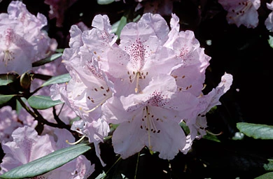 Rhododendron 'Susan' (Różanecznik 'Susan')