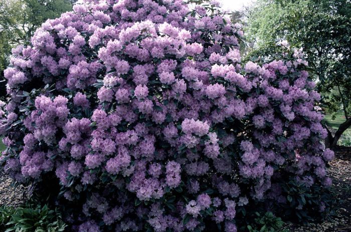 Rhododendron 'Susan' (Różanecznik 'Susan')