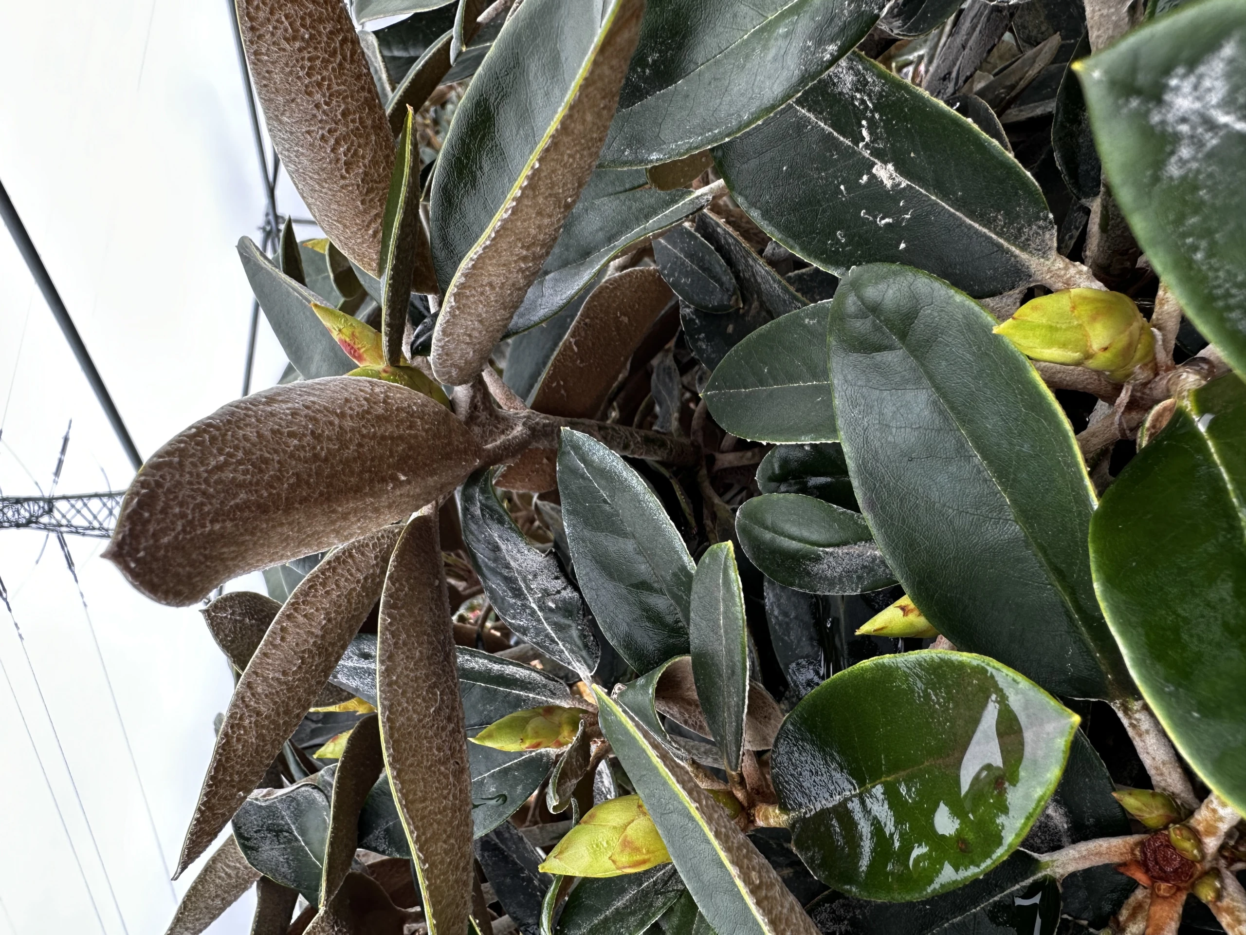 Rhododendron 'Silbervelours' (Różanecznik wielkokwiatowy 'Silbervelours')