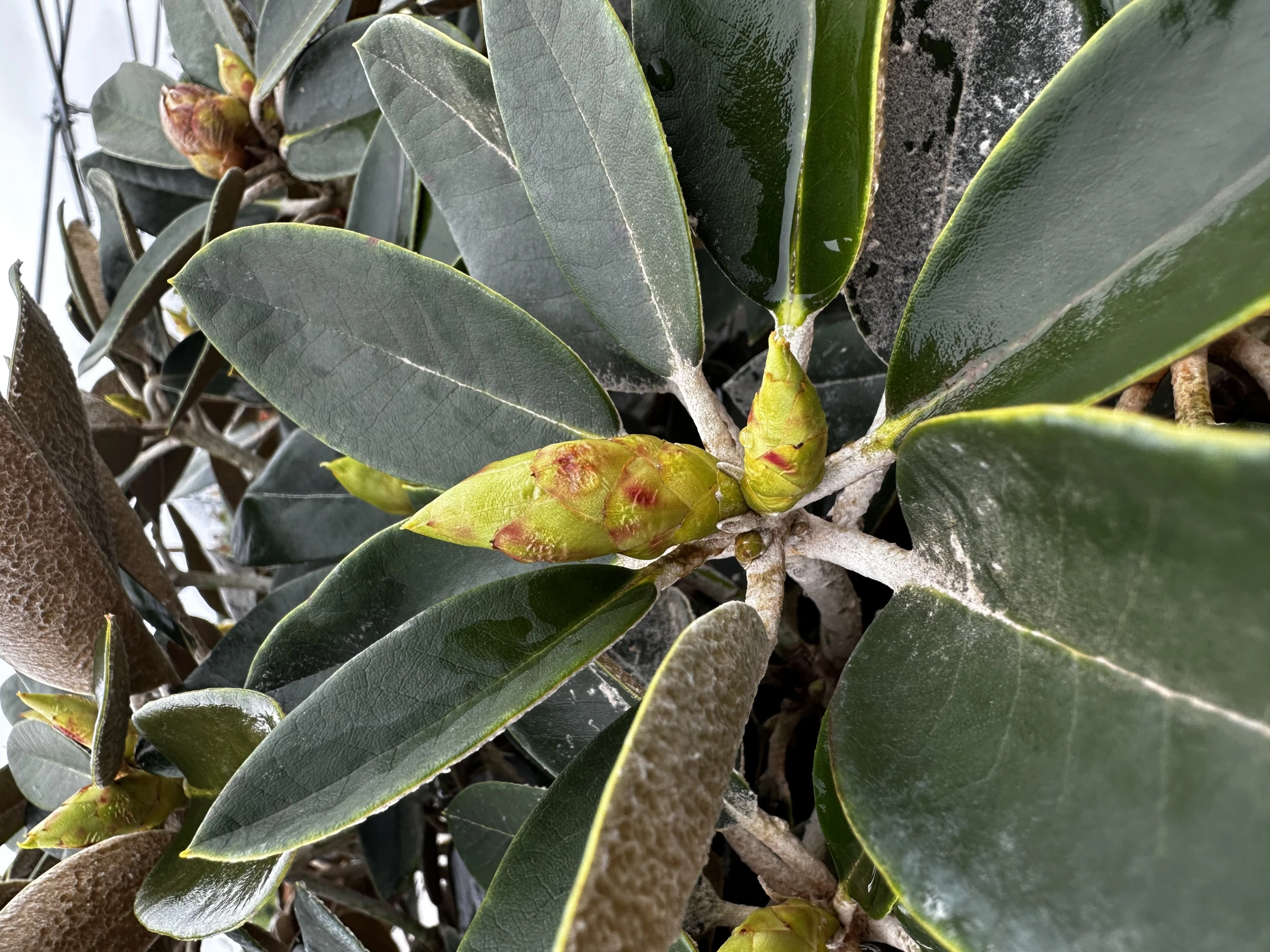 Rhododendron 'Silbervelours' (Różanecznik wielkokwiatowy 'Silbervelours')