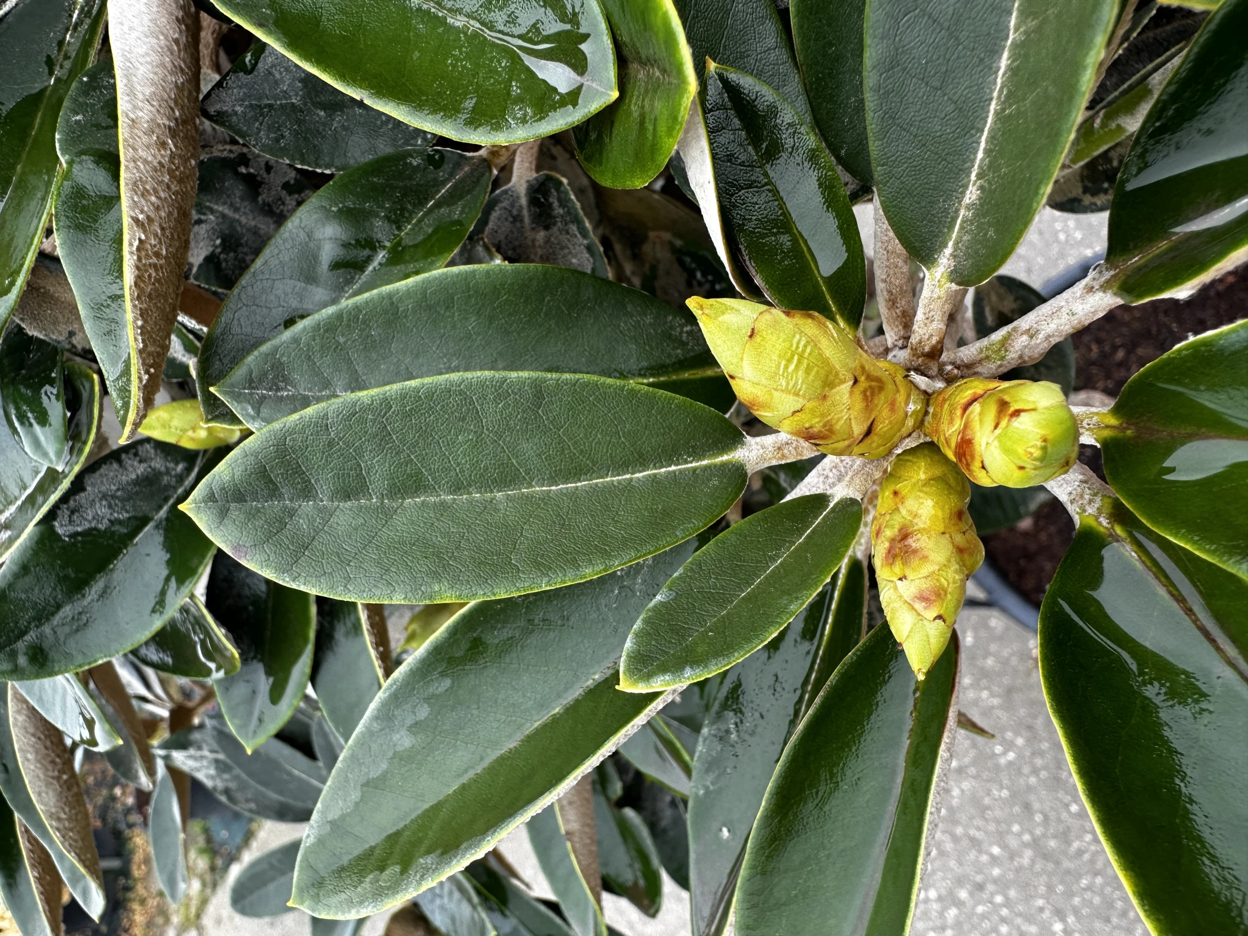 Rhododendron 'Silbervelours' (Różanecznik wielkokwiatowy 'Silbervelours')