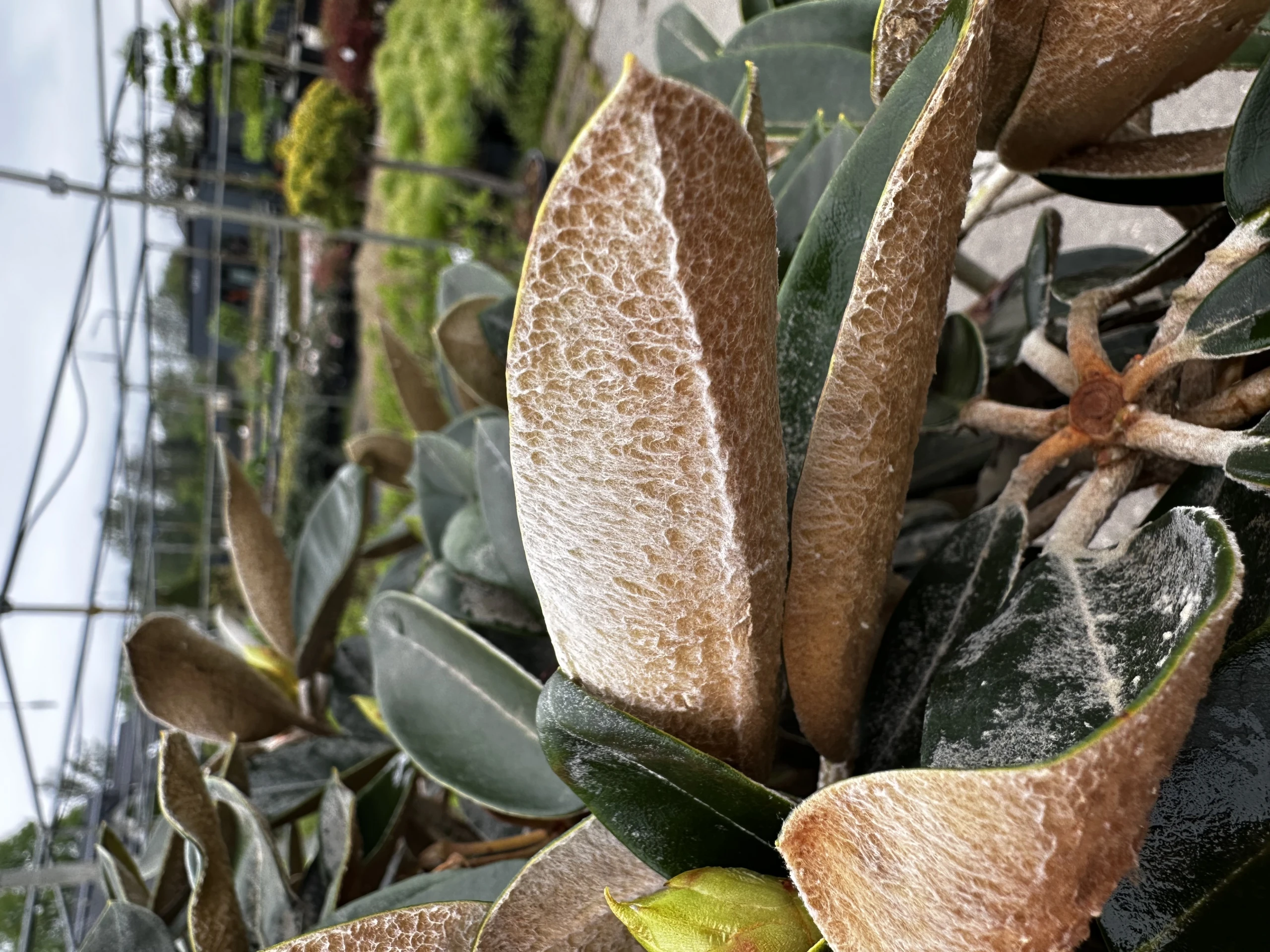 Rhododendron 'Silbervelours' (Różanecznik wielkokwiatowy 'Silbervelours')