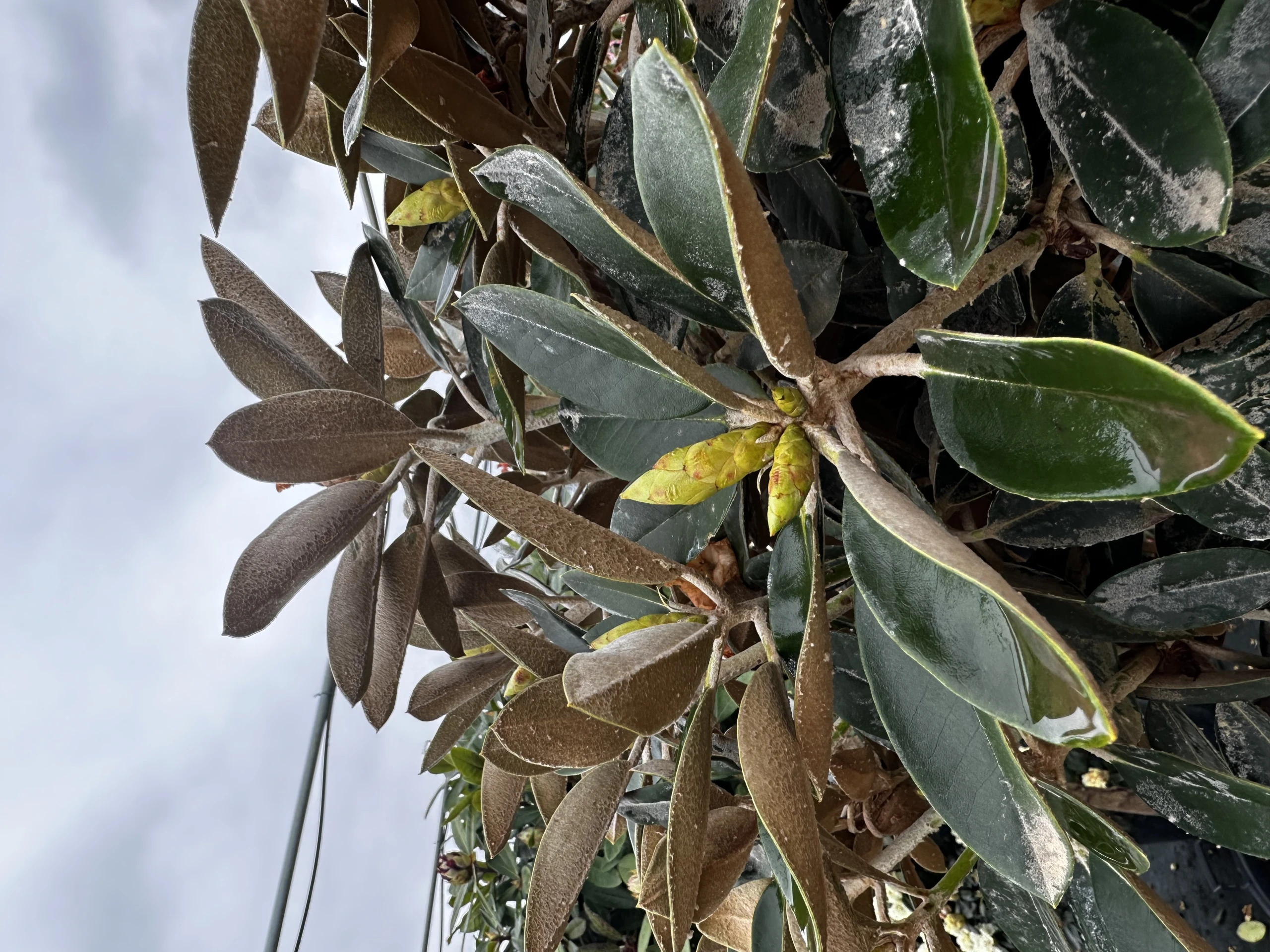 Rhododendron 'Silbervelours' (Różanecznik wielkokwiatowy 'Silbervelours')