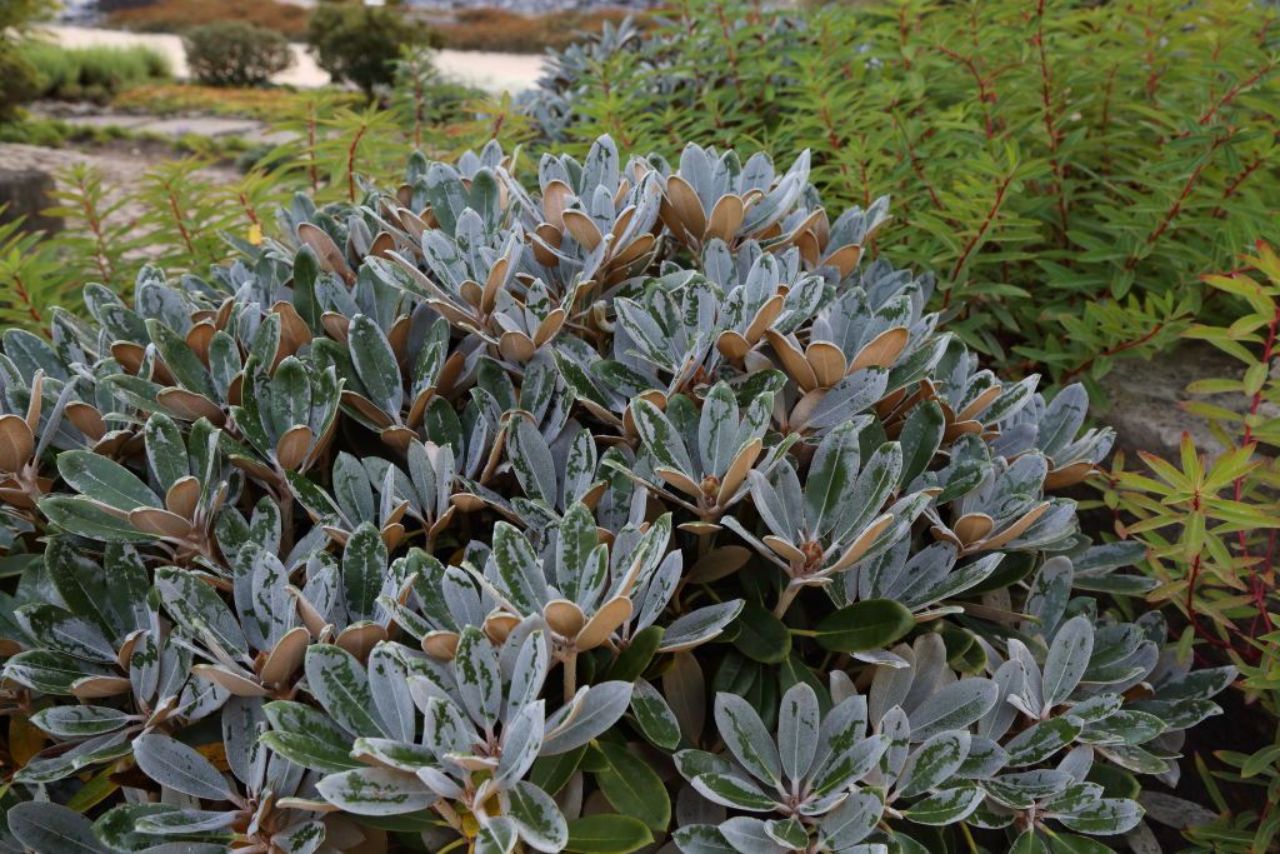 Rhododendron 'Silbervelours' (Różanecznik wielkokwiatowy 'Silbervelours')