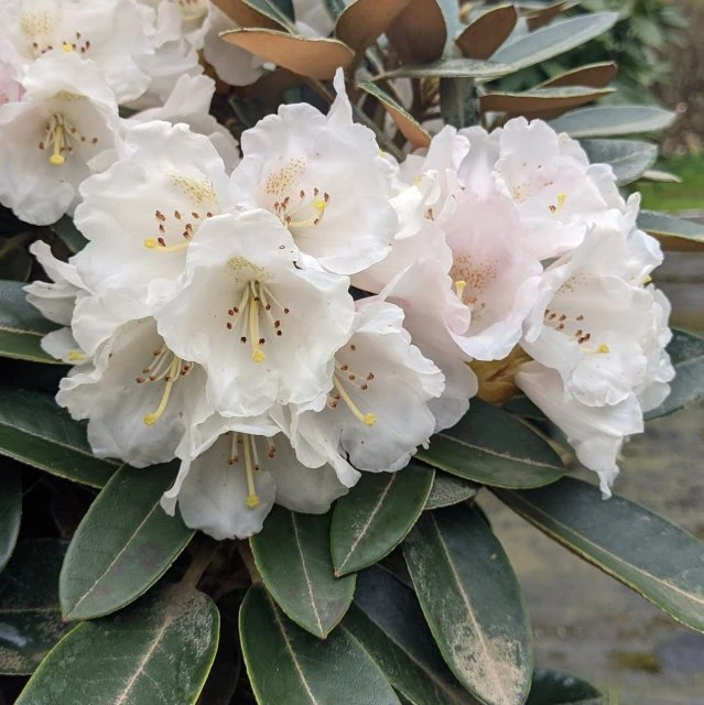 Rhododendron 'Silbervelours' (Różanecznik wielkokwiatowy 'Silbervelours')