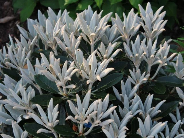 Rhododendron 'Silbervelours' (Różanecznik wielkokwiatowy 'Silbervelours')