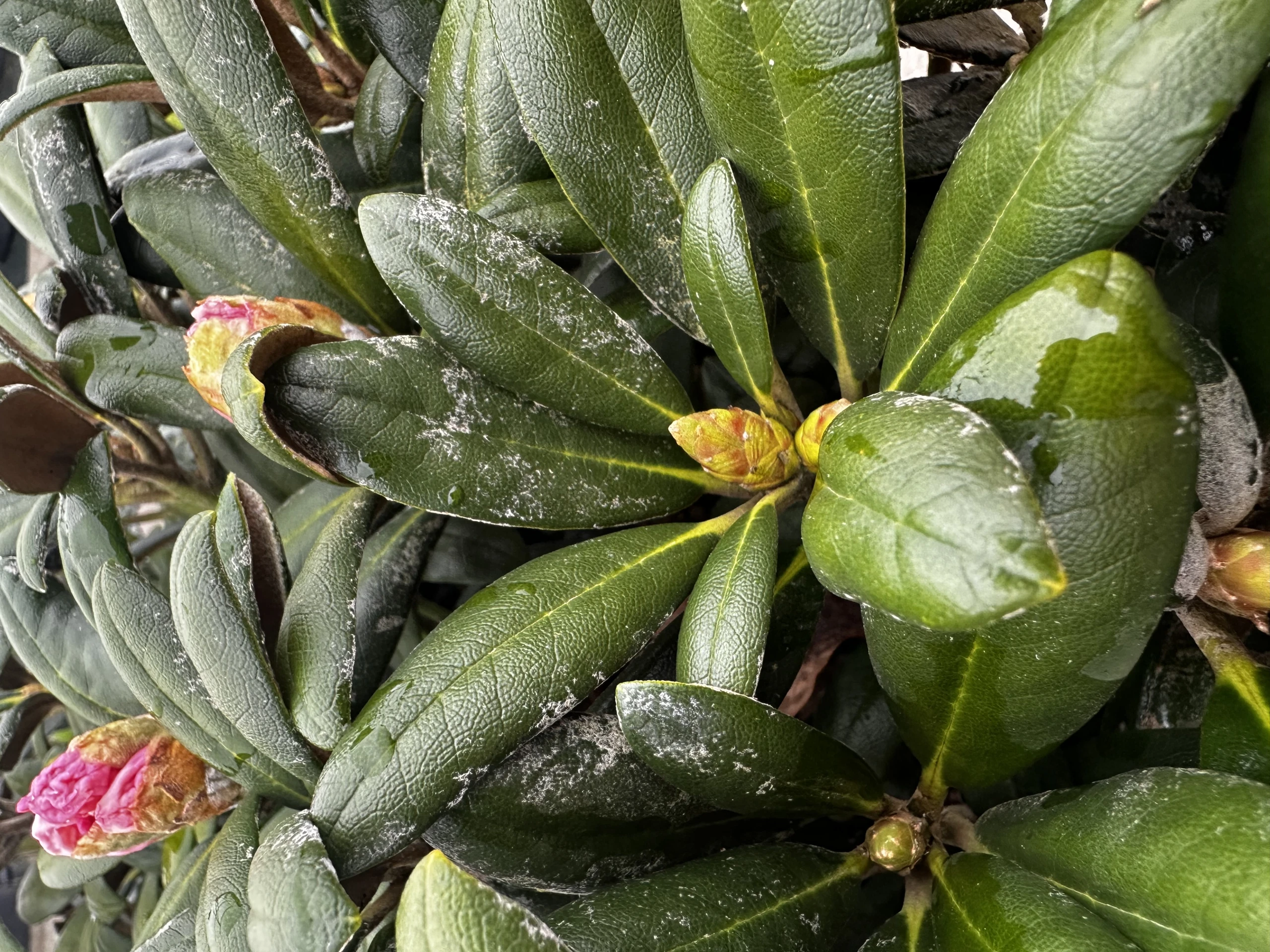 Rhododendron yakushimanum 'Koichiro Wada' (Różanecznik jakuszimański 'Koichiro Wada')