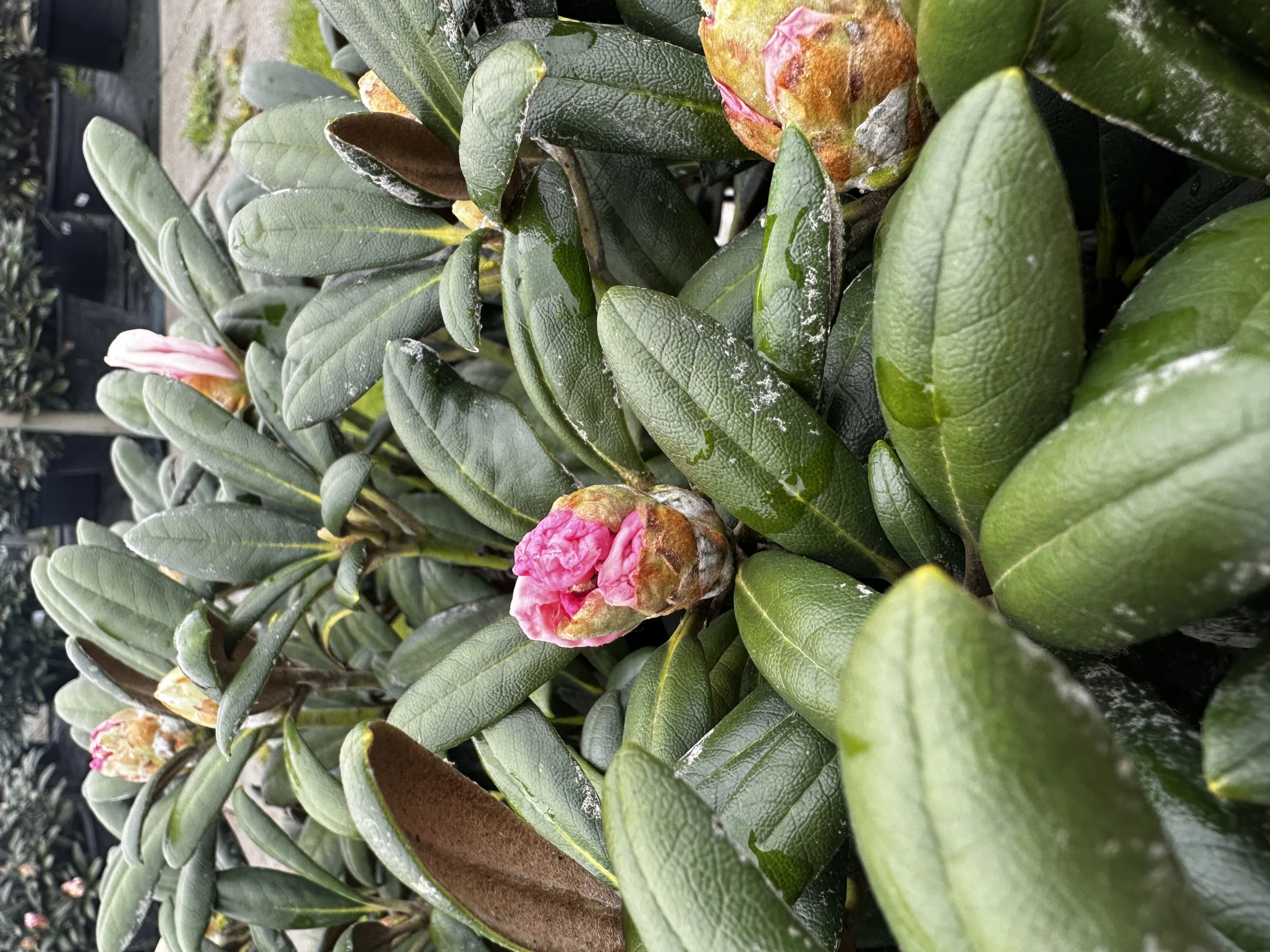 Rhododendron yakushimanum 'Koichiro Wada' (Różanecznik jakuszimański 'Koichiro Wada')
