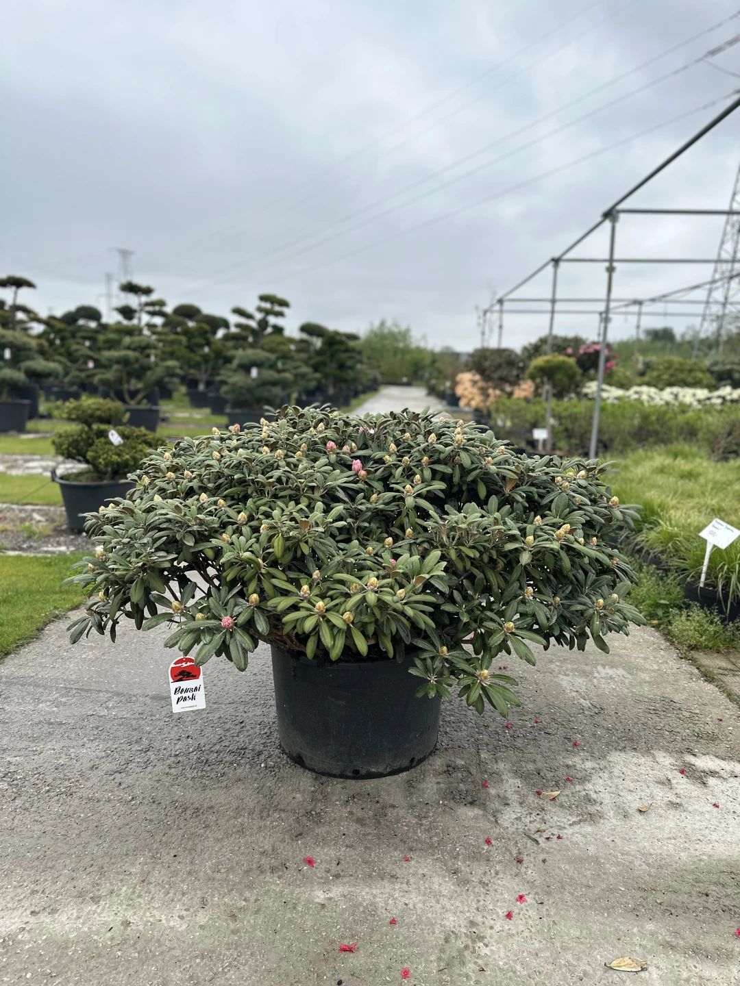 Rhododendron yakushimanum 'Koichiro Wada' (Różanecznik jakuszimański 'Koichiro Wada')
