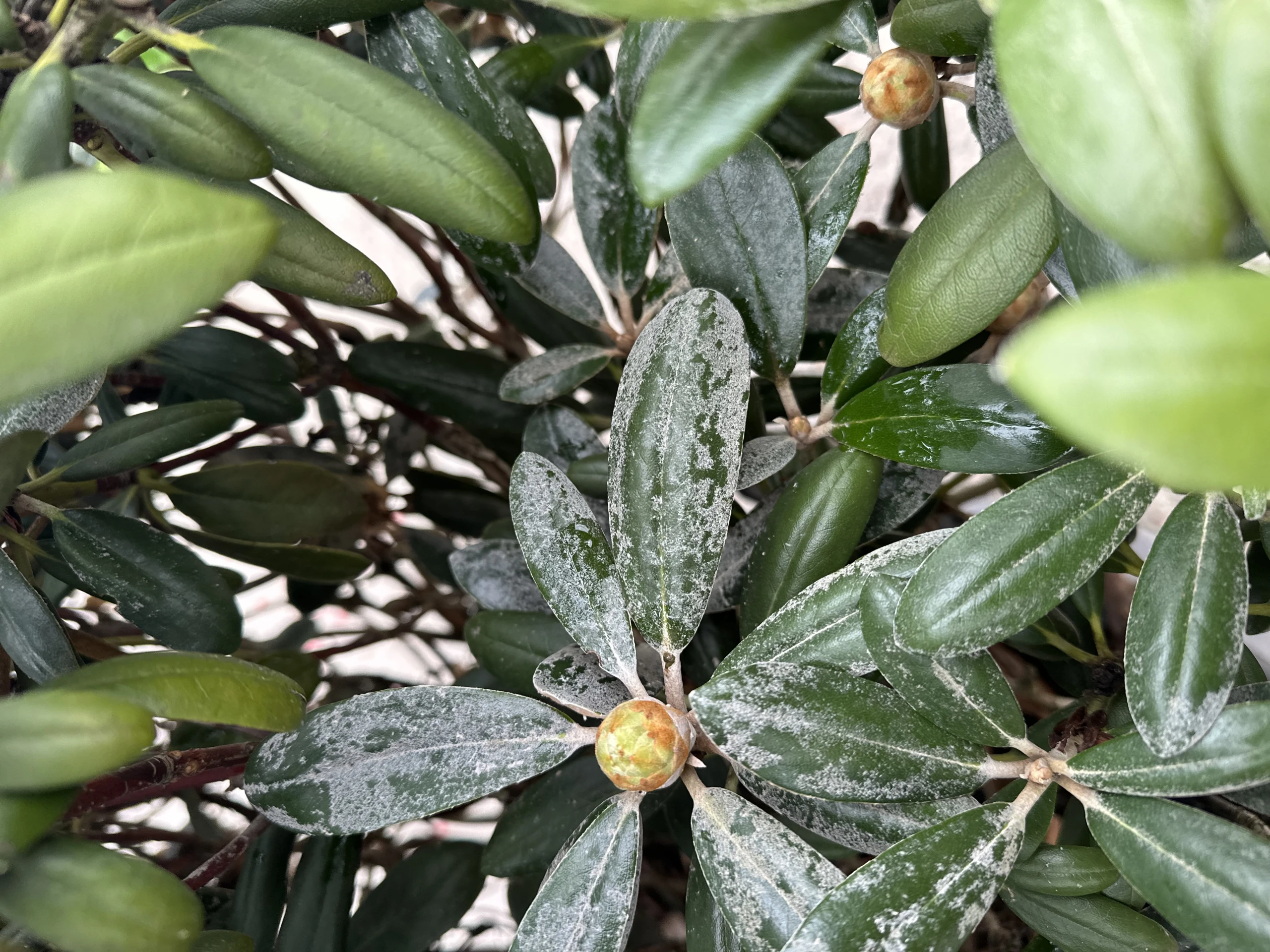 Rhododendron yakushimanum 'Koichiro Wada' (Różanecznik jakuszimański 'Koichiro Wada')