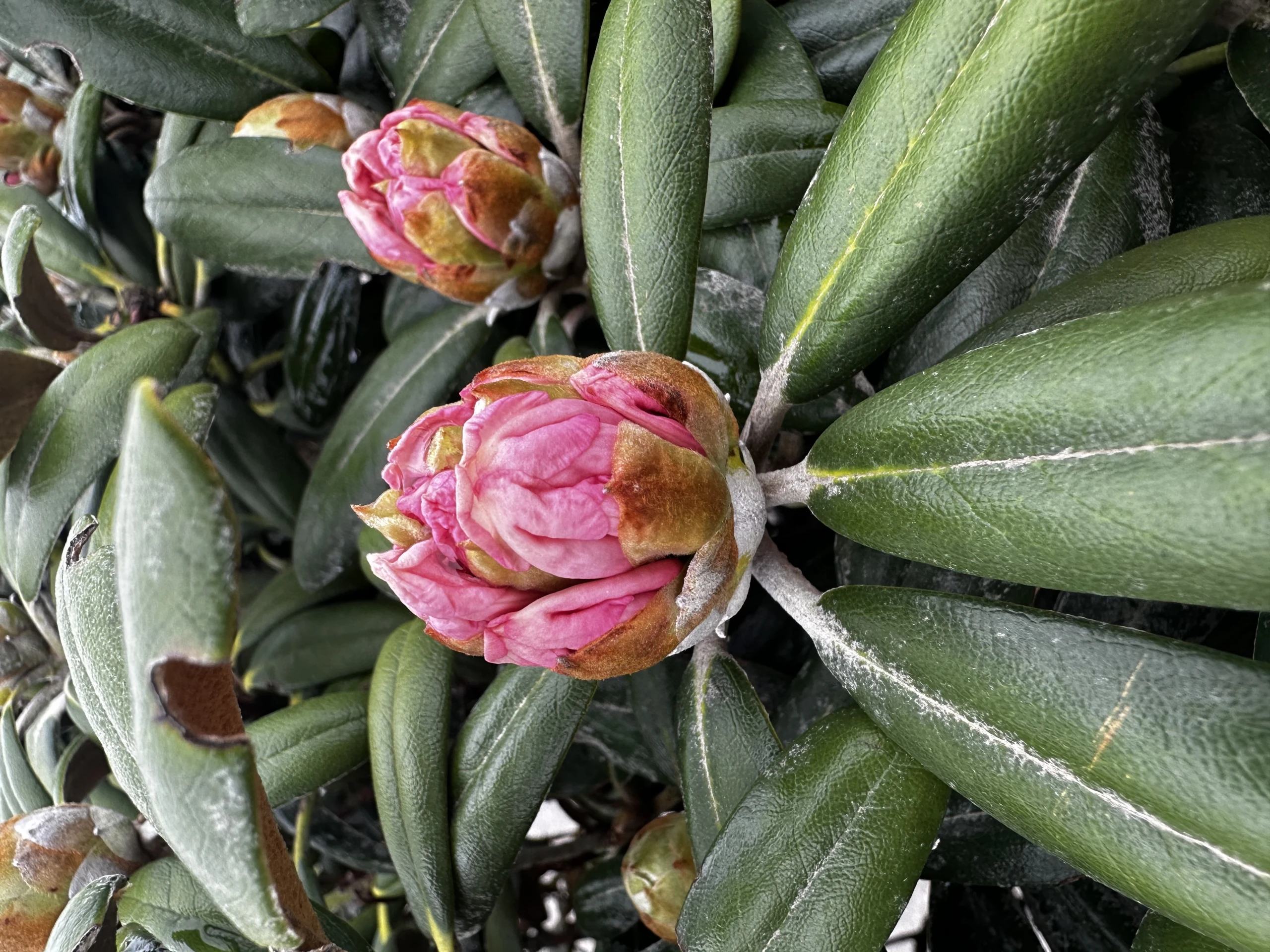 Rhododendron yakushimanum 'Koichiro Wada' (Różanecznik jakuszimański 'Koichiro Wada')