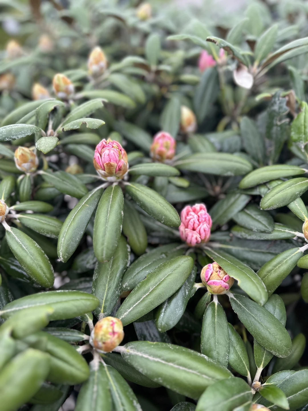 Rhododendron yakushimanum 'Koichiro Wada' (Różanecznik jakuszimański 'Koichiro Wada')