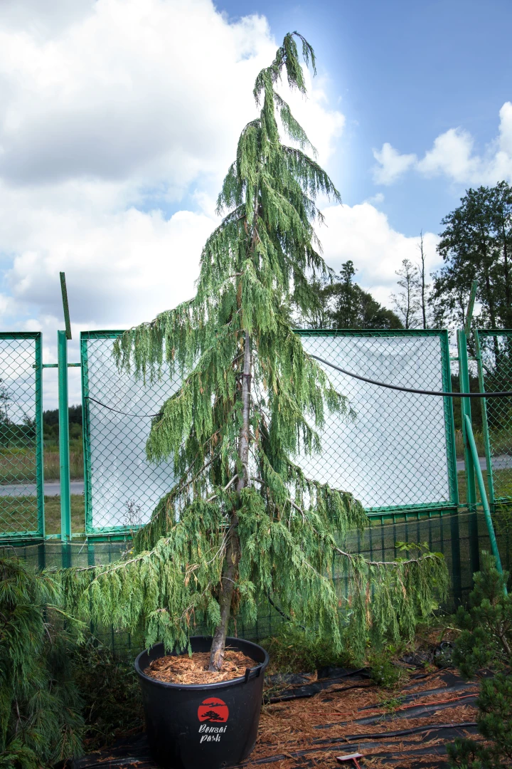 Chamaecyparis nootkatensis 'Pendula' (Cyprysik nutkajski 'Pendula')