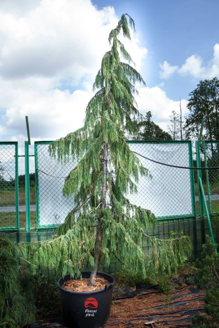 Chamaecyparis nootkatensis 'Pendula' (Cyprysik nutkajski 'Pendula')