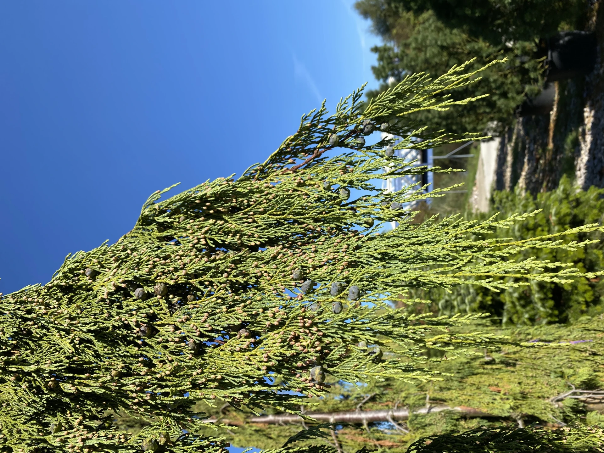 Chamaecyparis nootkatensis 'Pendula' (Cyprysik nutkajski 'Pendula')
