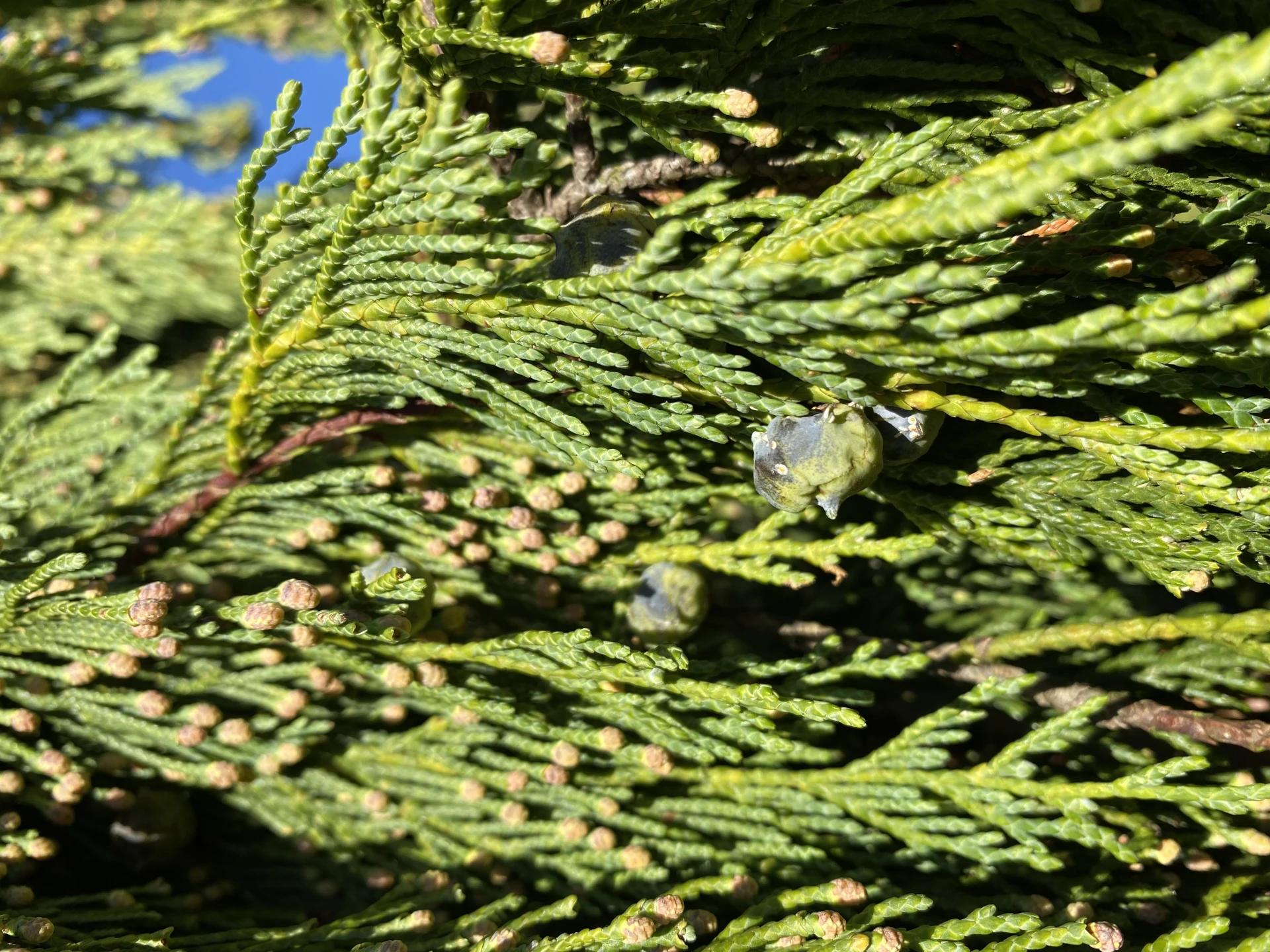 Chamaecyparis nootkatensis 'Pendula' (Cyprysik nutkajski 'Pendula')