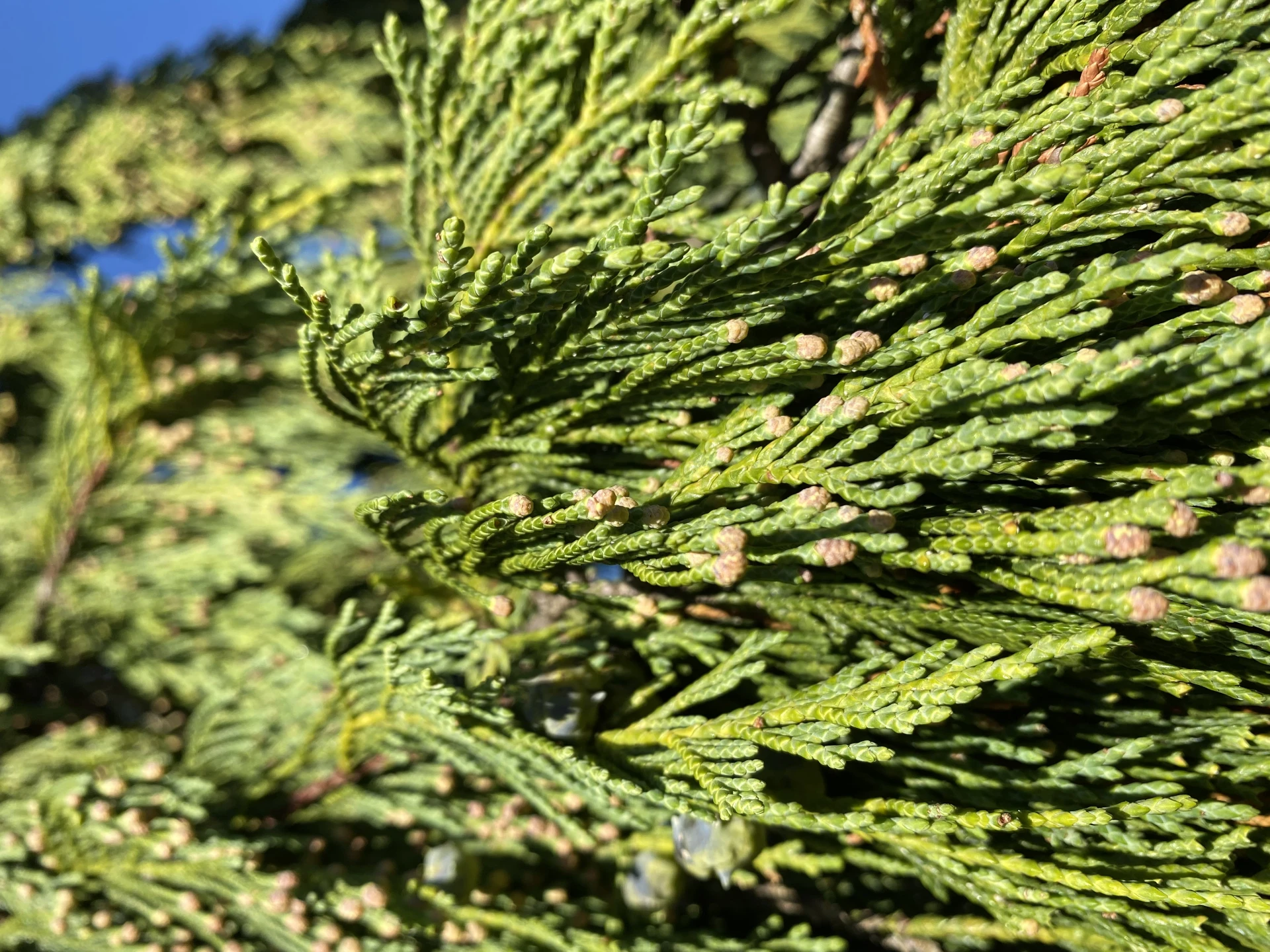 Chamaecyparis nootkatensis 'Pendula' (Cyprysik nutkajski 'Pendula')