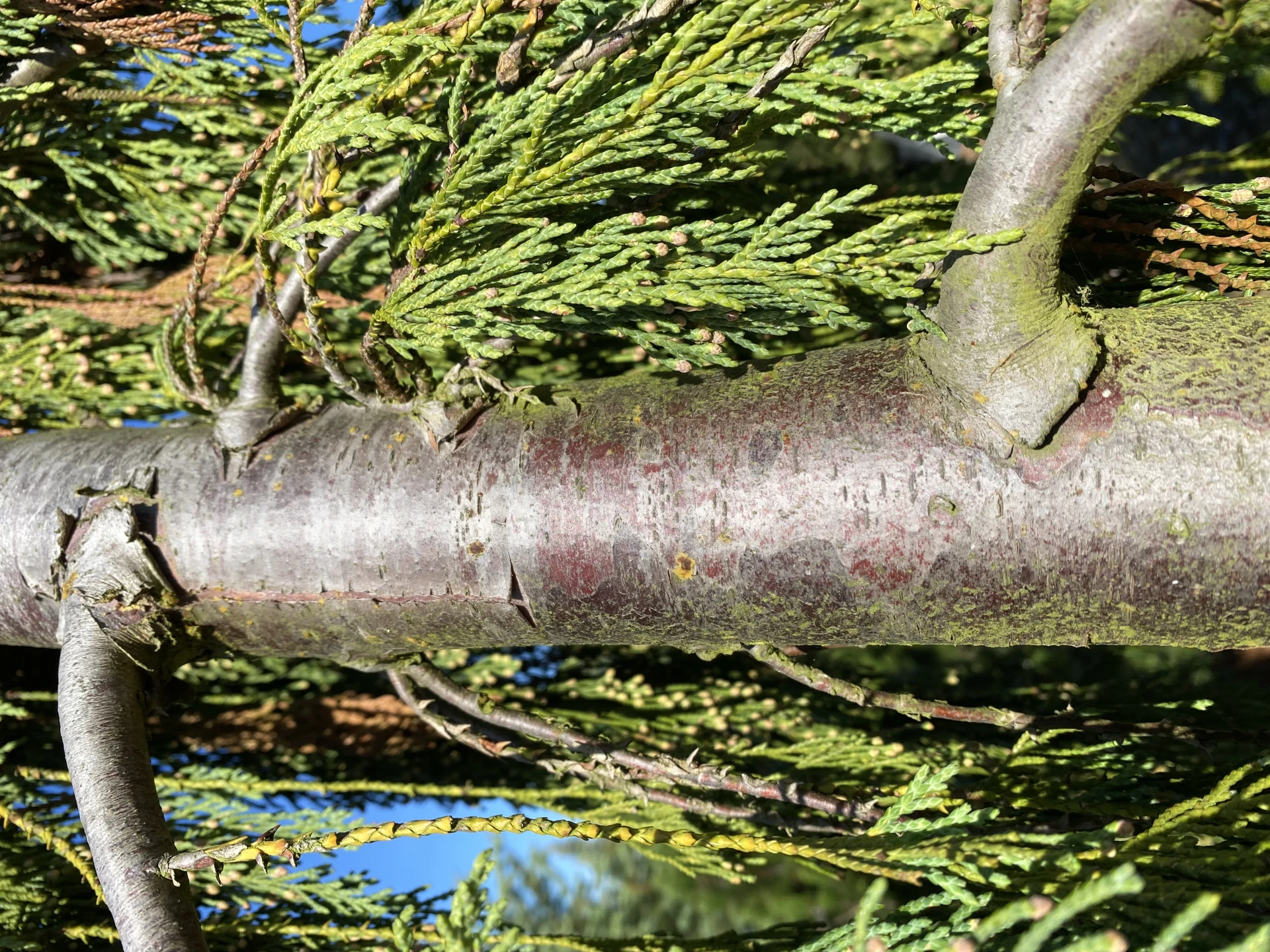 Chamaecyparis nootkatensis 'Pendula' (Cyprysik nutkajski 'Pendula')