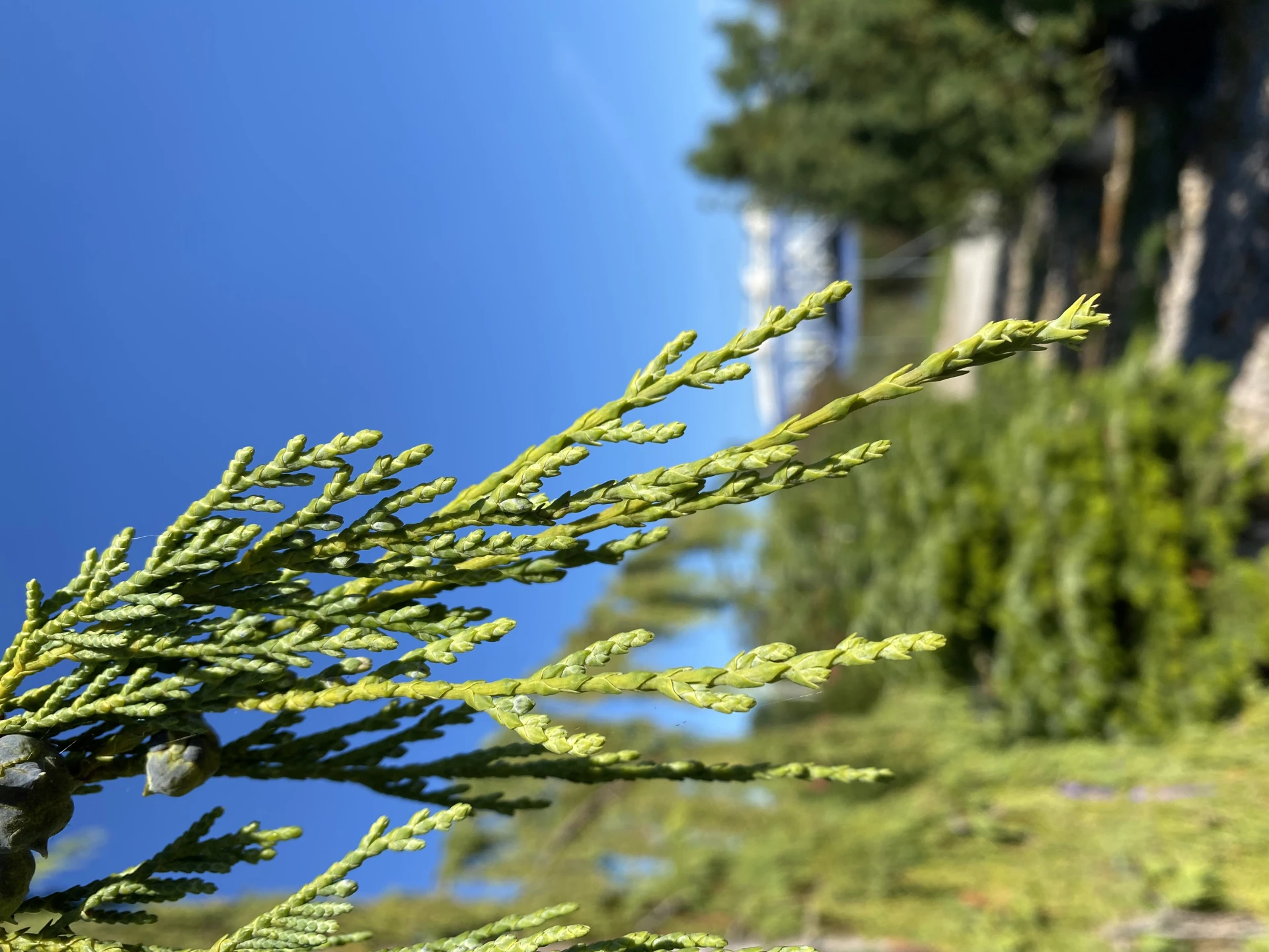 Chamaecyparis nootkatensis 'Pendula' (Cyprysik nutkajski 'Pendula')