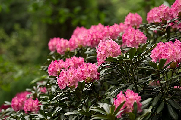 Rhododendron yakushimanum 'Barmstedt' (Różanecznik jakuszimański 'Barmstedt')