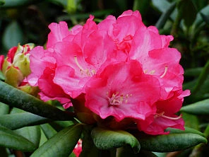 Rhododendron yakushimanum 'Barmstedt' (Różanecznik jakuszimański 'Barmstedt')