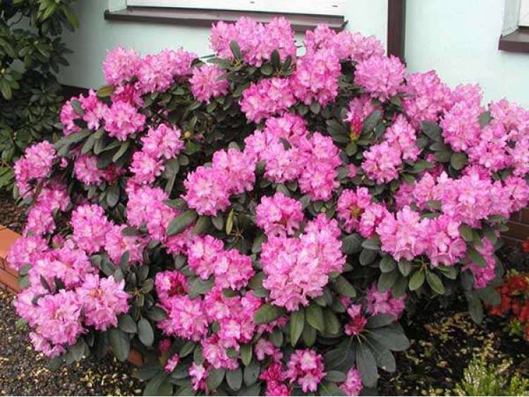 Rhododendron yakushimanum 'Blurettia' ( Różanecznik jakuszimański 'Blurettia' )
