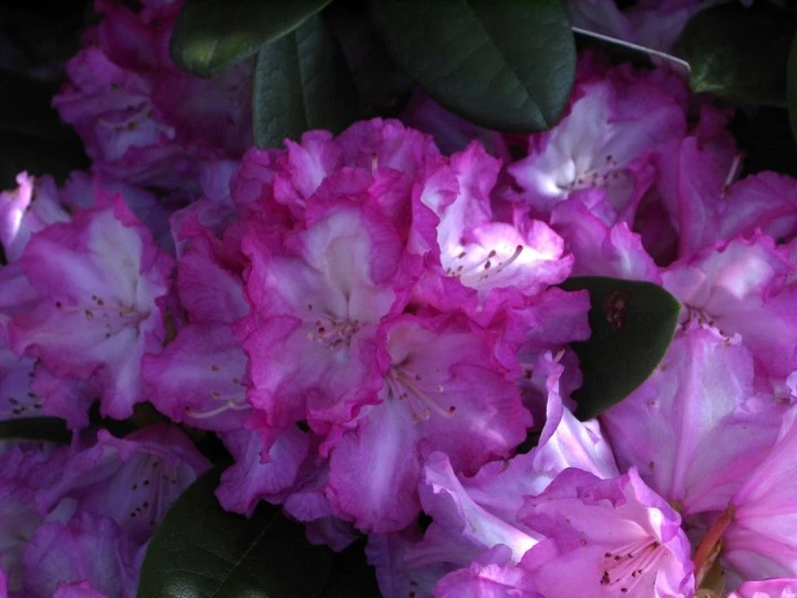 Rhododendron yakushimanum 'Blurettia' ( Różanecznik jakuszimański 'Blurettia' )