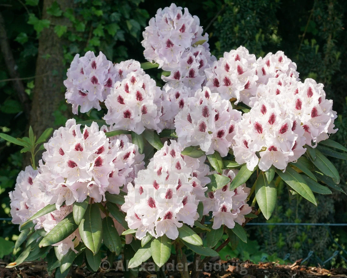 Rhododendron 'Calsap' (Różanecznik 'Calsap')