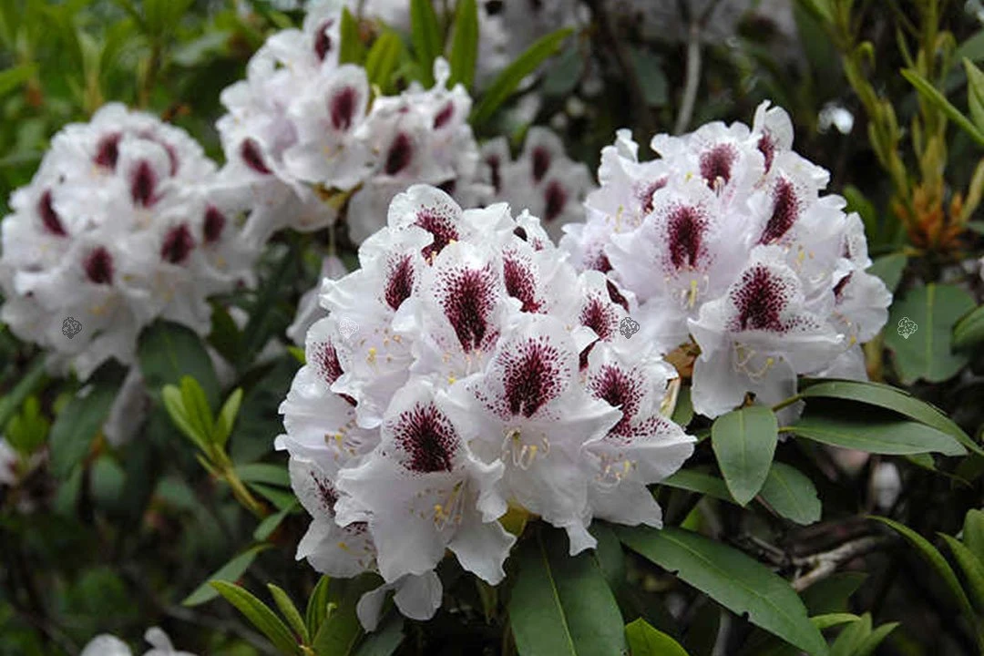 Rhododendron 'Calsap' (Różanecznik 'Calsap')