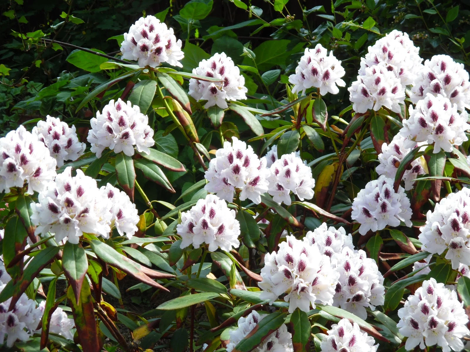 Rhododendron 'Calsap' (Różanecznik 'Calsap')
