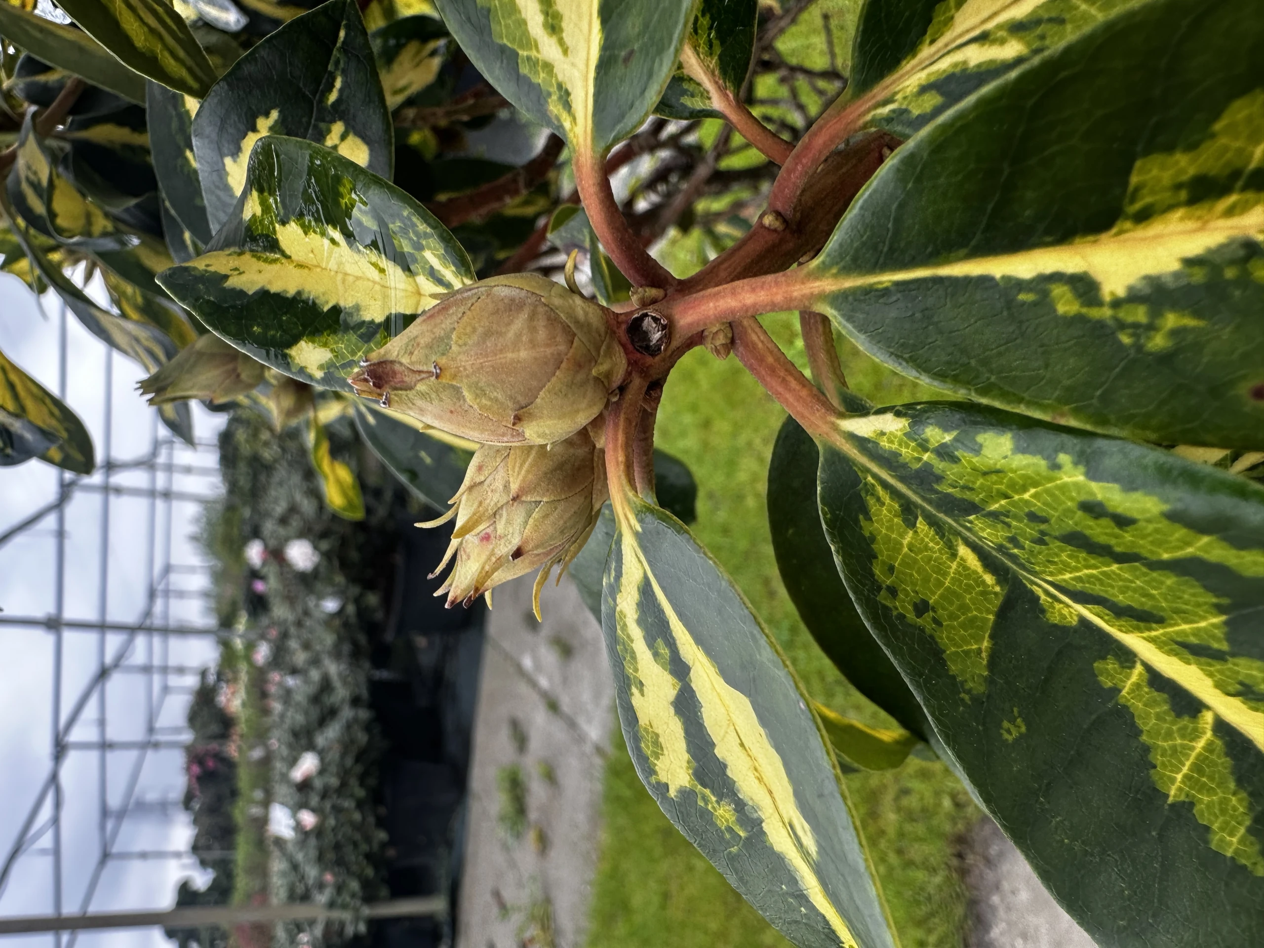Rhododendron hybide 'Blattgold' (Różanecznik hydrida 'Blattgold')