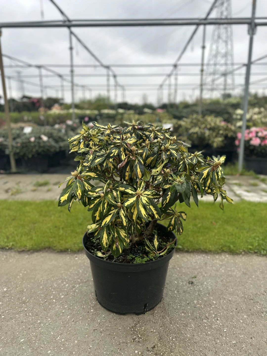 Rhododendron hybide 'Blattgold' (Różanecznik hydrida 'Blattgold')
