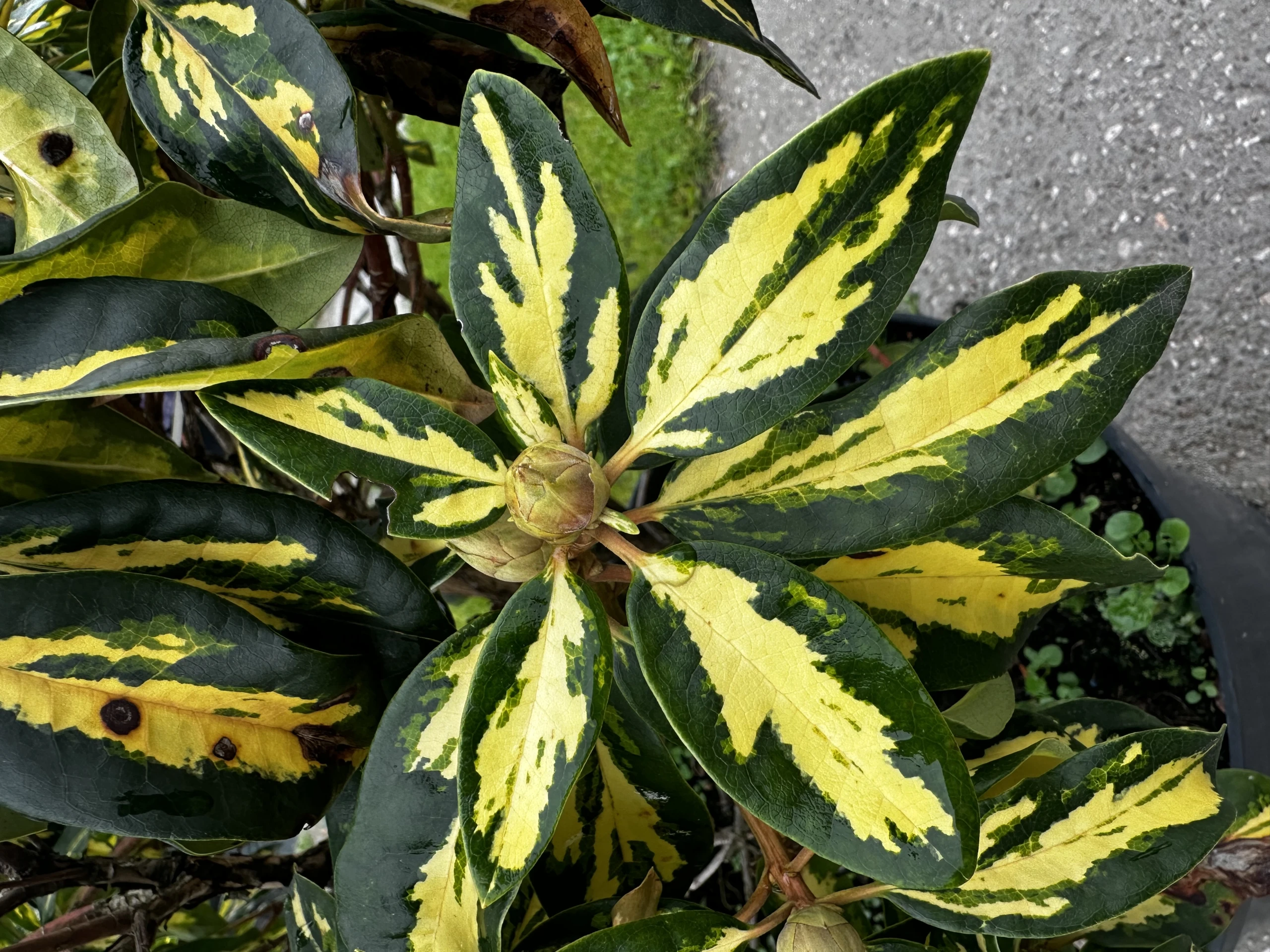 Rhododendron hybide 'Blattgold' (Różanecznik hydrida 'Blattgold')