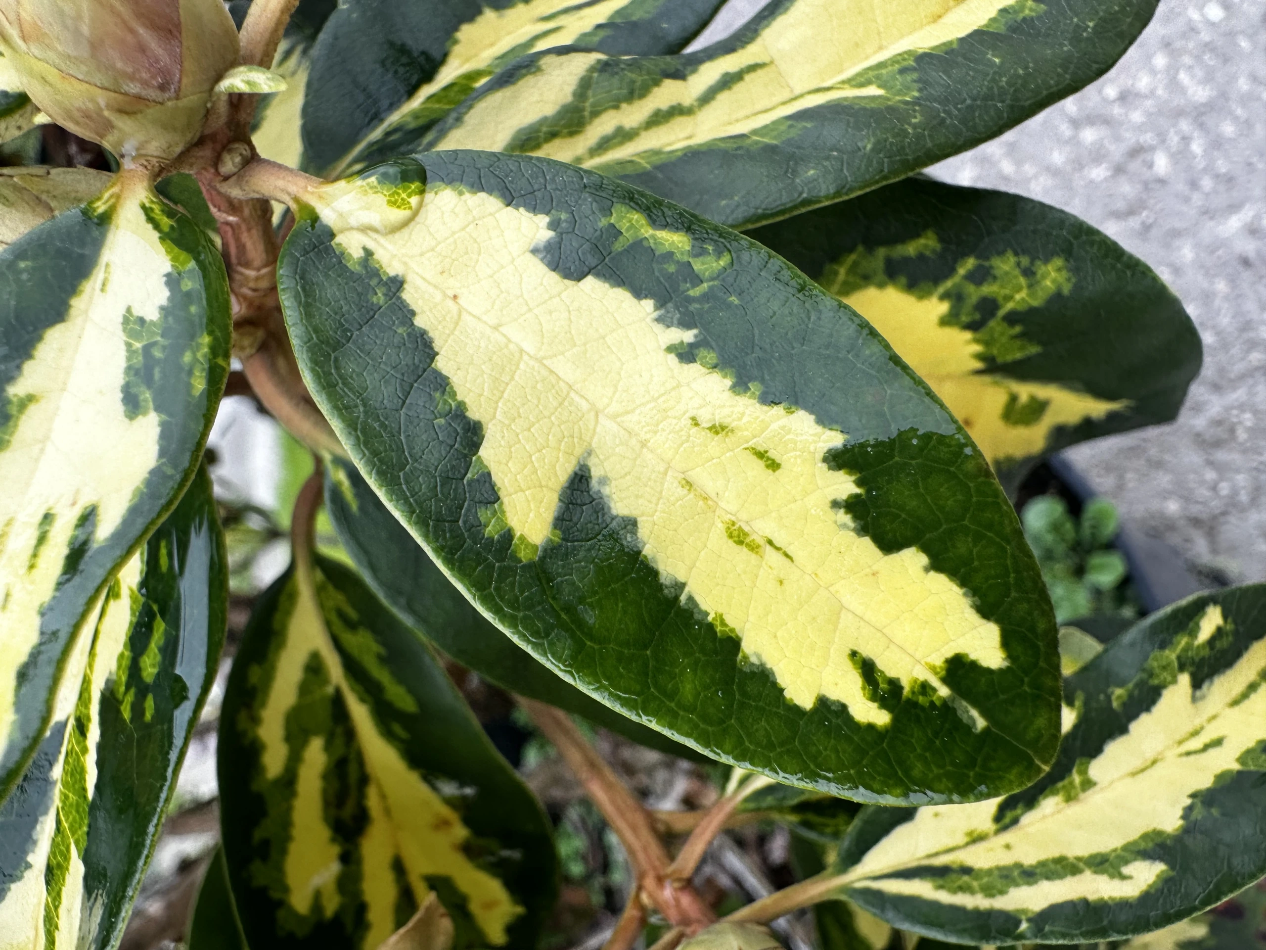 Rhododendron hybide 'Blattgold' (Różanecznik hydrida 'Blattgold')