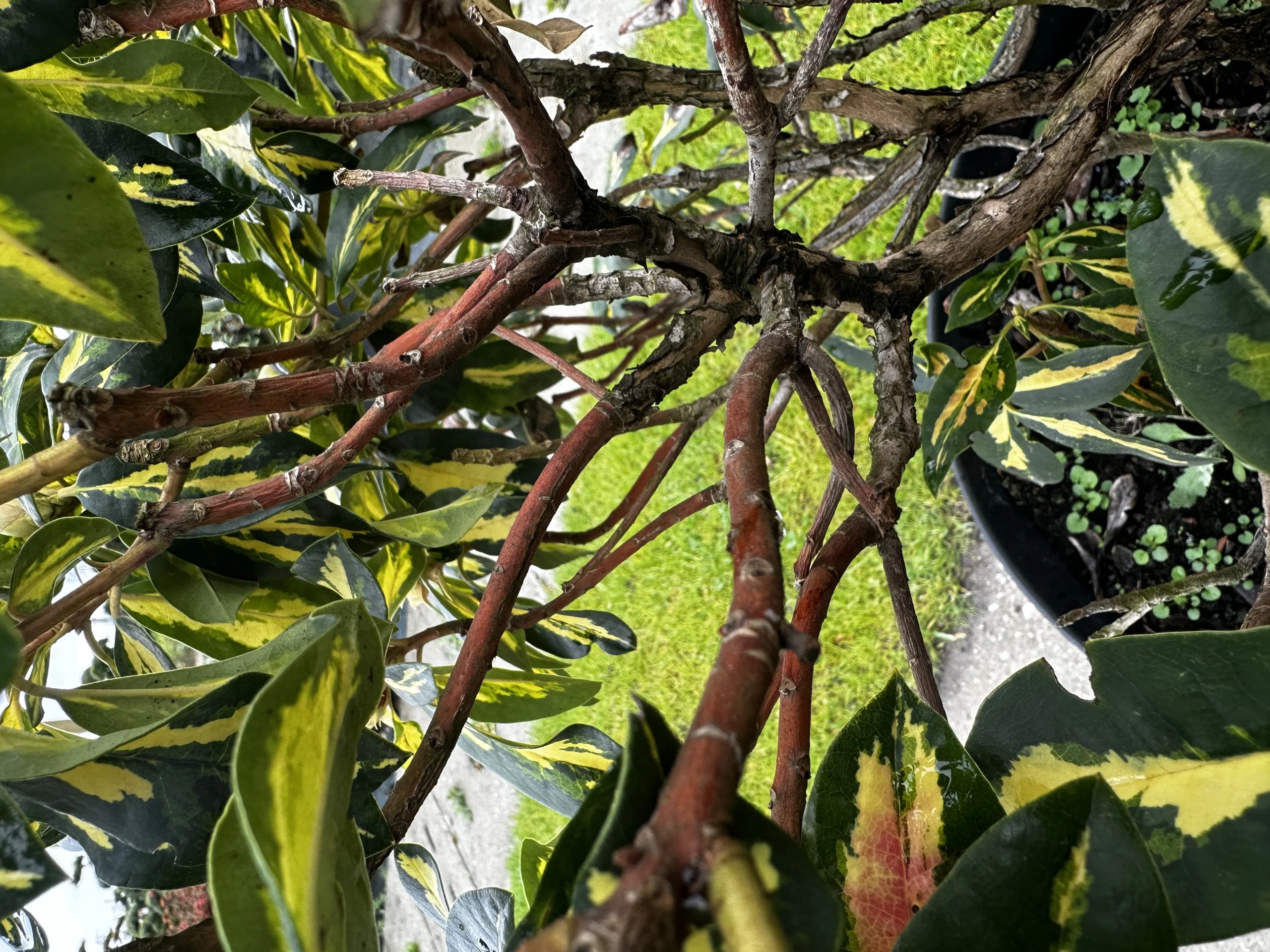 Rhododendron hybide 'Blattgold' (Różanecznik hydrida 'Blattgold')