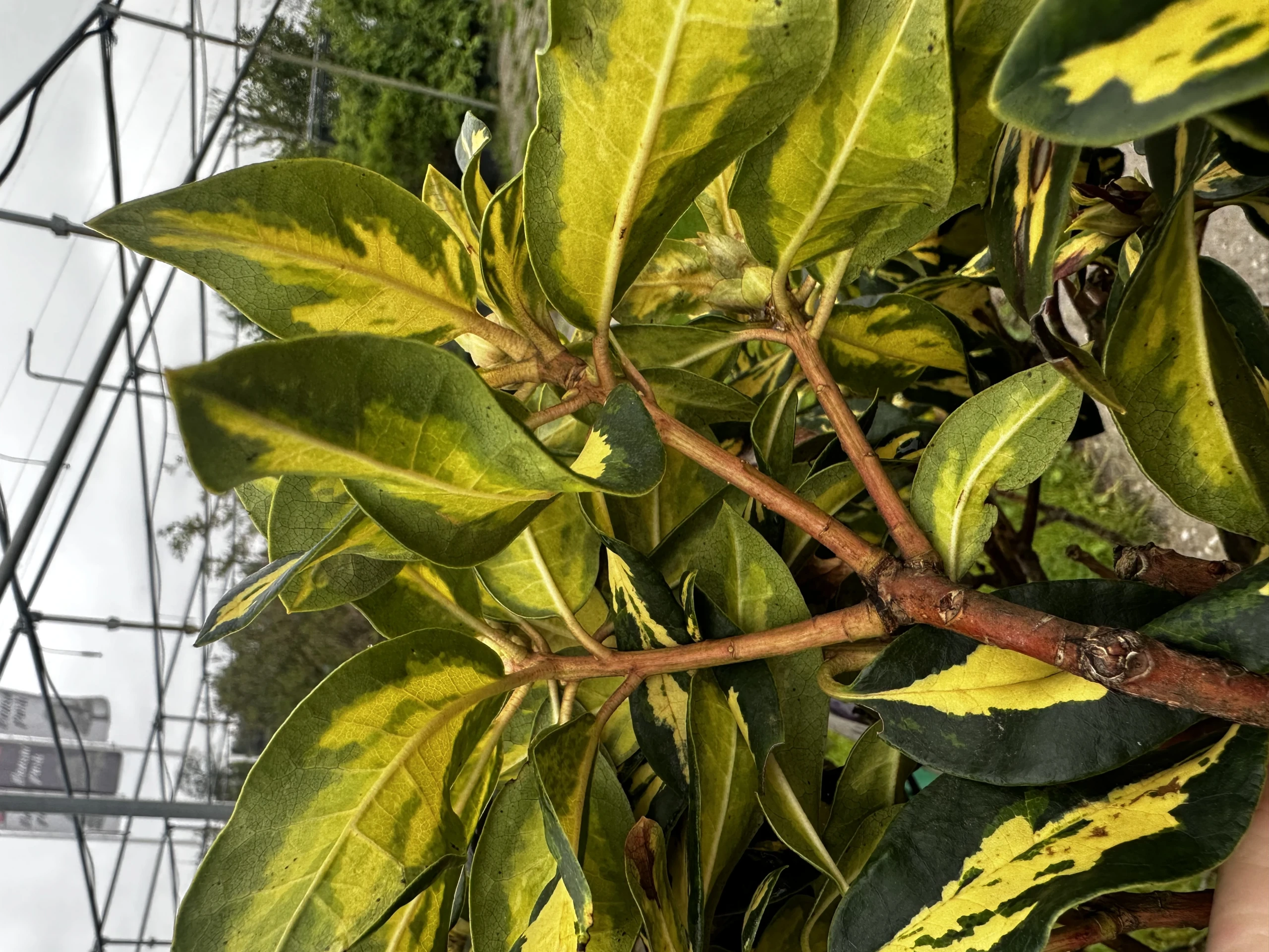 Rhododendron hybide 'Blattgold' (Różanecznik hydrida 'Blattgold')
