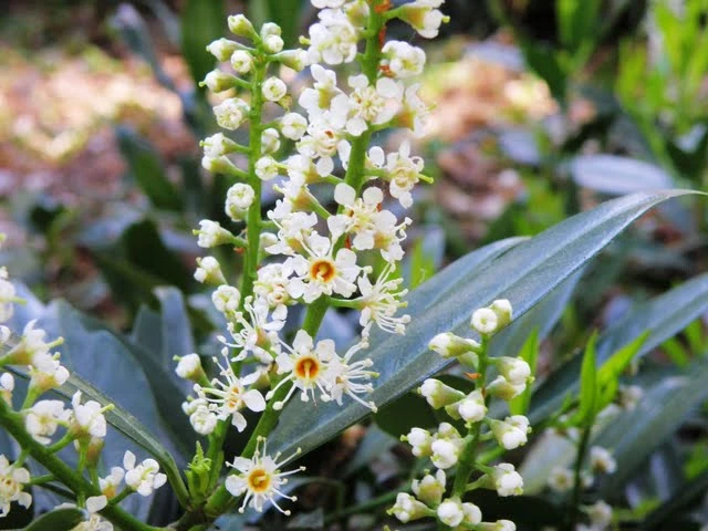 Prunus laurocerasus 'Rotundifolia' ( Laurowiśnia wschodnia 'Rotundifolia')