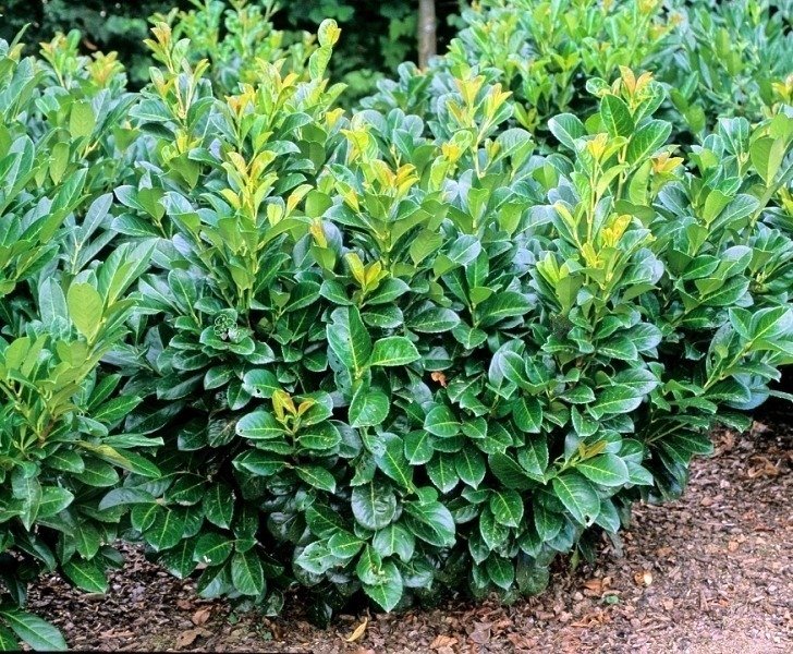 Prunus laurocerasus 'Rotundifolia' ( Laurowiśnia wschodnia 'Rotundifolia')