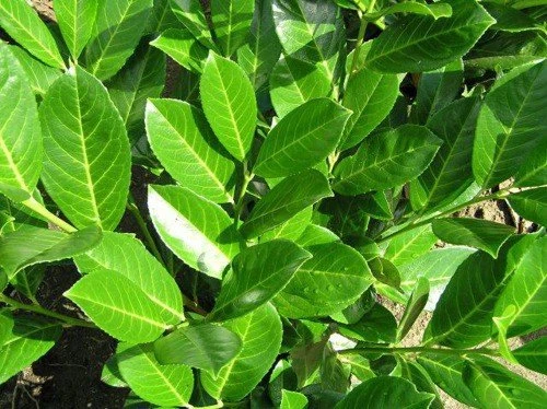 Prunus laurocerasus 'Rotundifolia' ( Laurowiśnia wschodnia 'Rotundifolia')